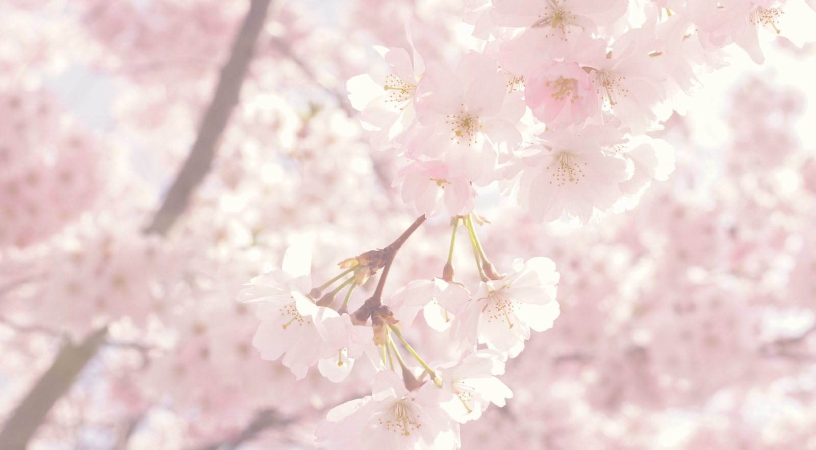 cherry blossoms