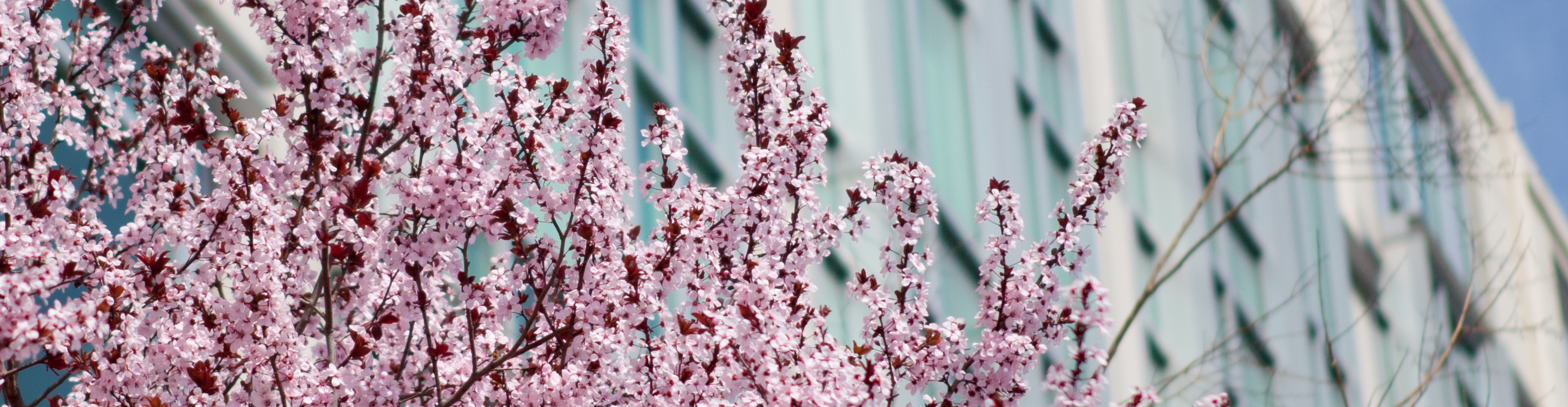 blossoms on trees in front of the elliott school building