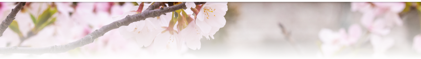 cherry blossoms on branch