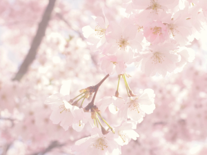cherry blossoms