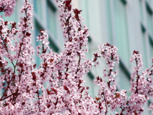 blossoms on trees in front of the elliott school building