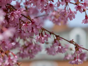 pink blossoms in spring near elliott school building