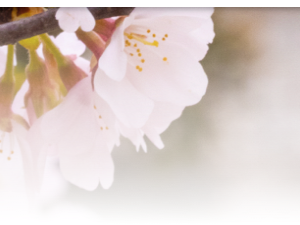 cherry blossoms on branch
