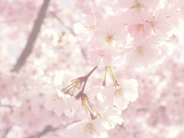 cherry blossoms