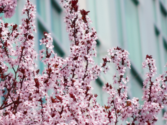 blossoms on trees in front of the elliott school building