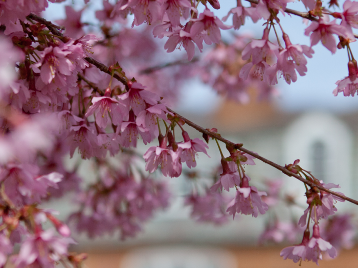 pink blossoms in spring near elliott school building